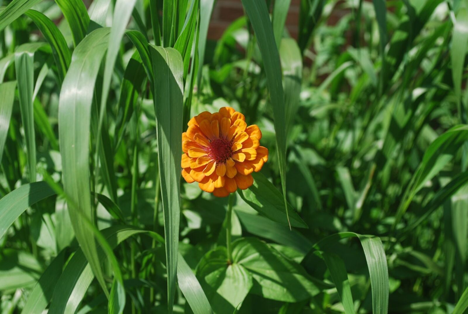 Nikon D60 sample photo. Flower, orange, grass photography