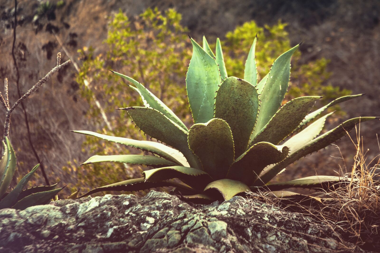 Nikon D70s sample photo. Thorns, stone, plant photography