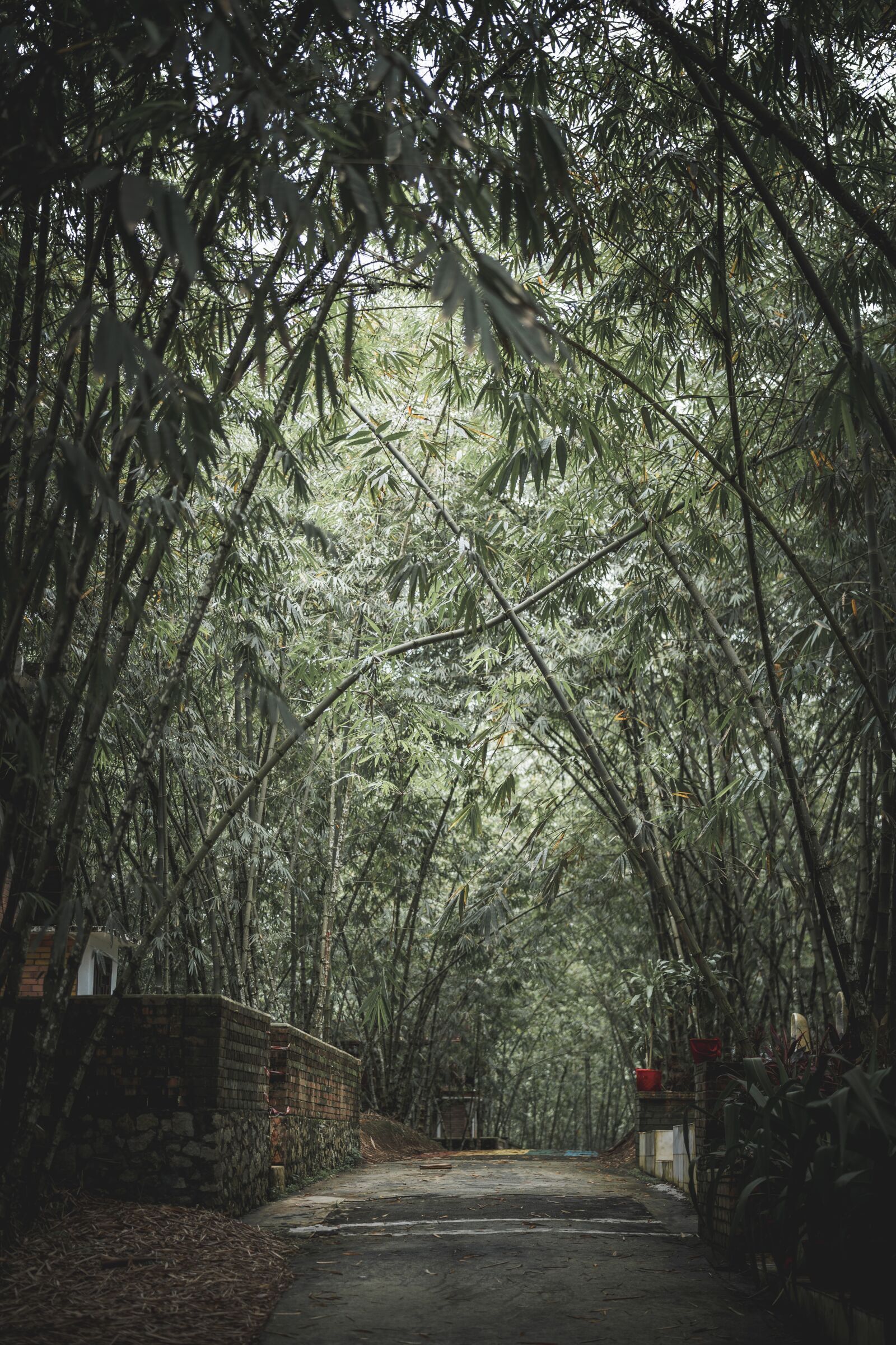 Sony a7 III + Sony Planar T* FE 50mm F1.4 ZA sample photo. Green, road, tree photography