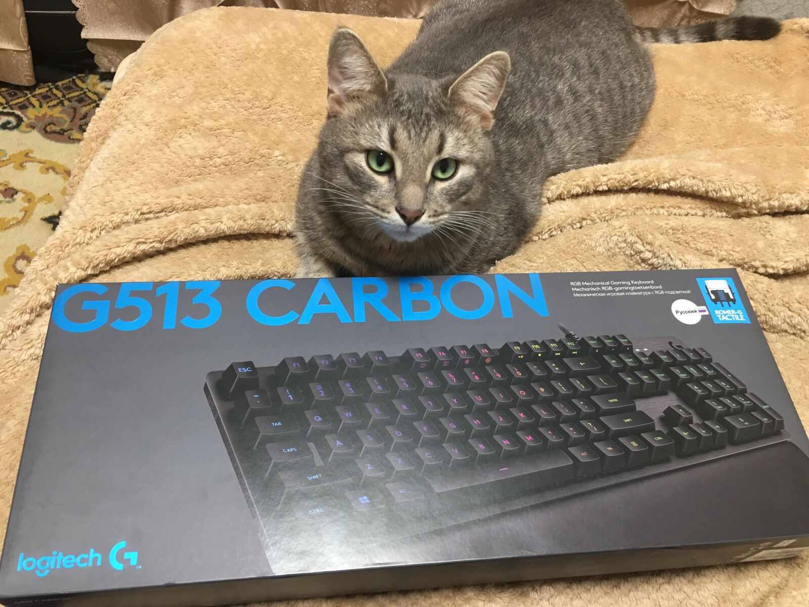 iPhone 6s Plus back camera 4.15mm f/2.2 sample photo. Cat, keyboard, g315 carbon photography
