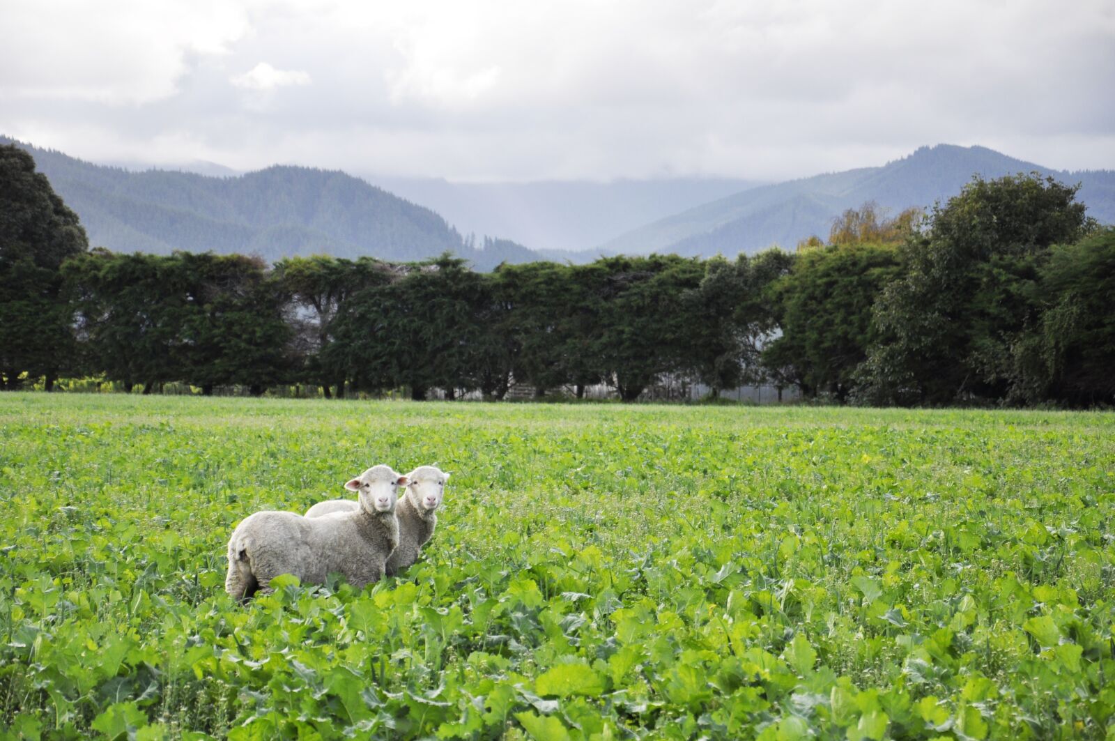 Nikon D90 sample photo. Twin, both, sheep photography