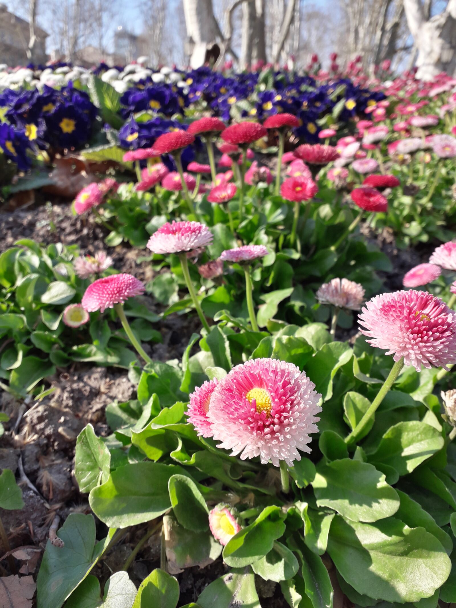 Samsung Galaxy J6 sample photo. Flowers, spring, colors photography
