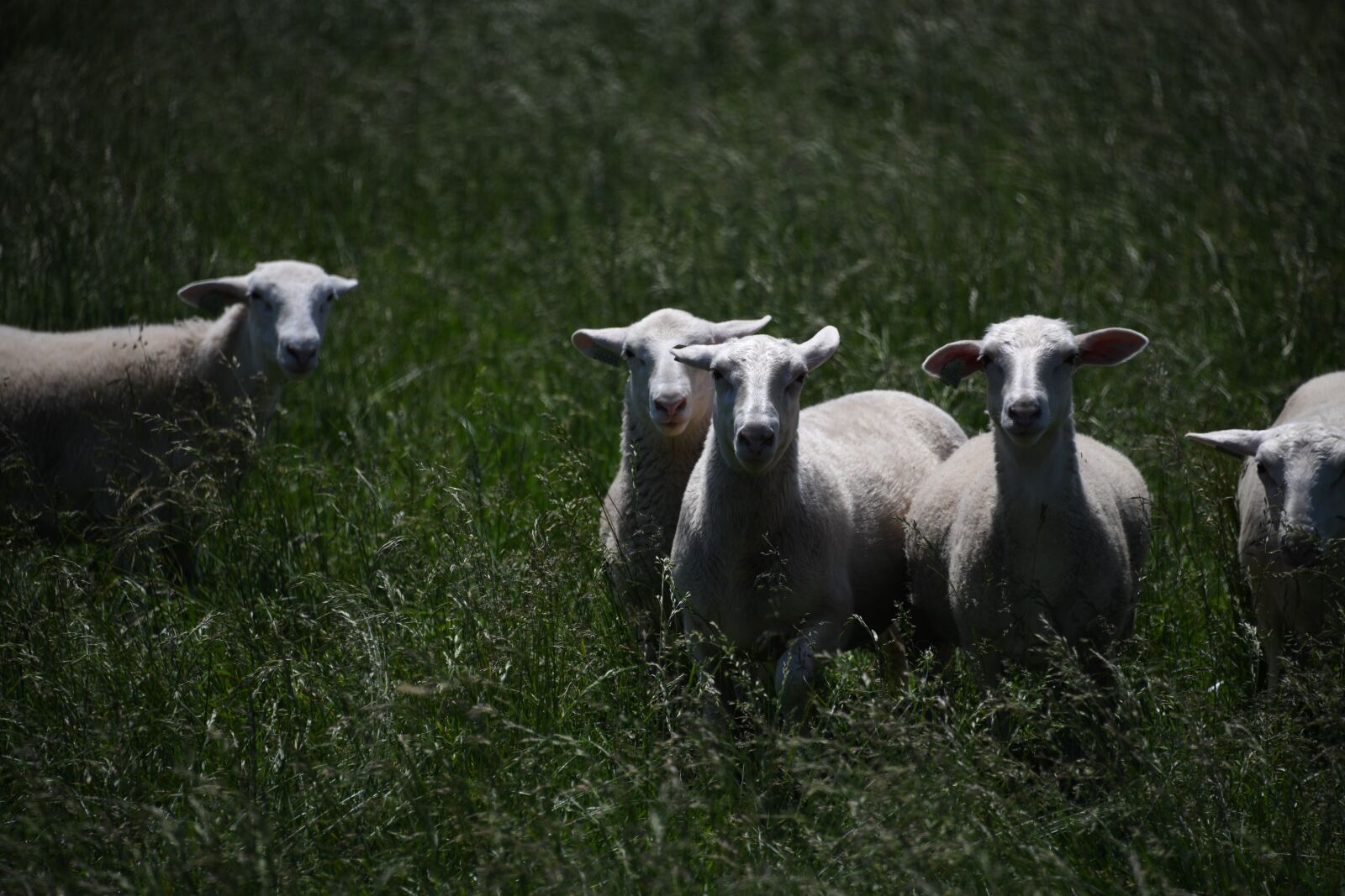 Nikon D850 sample photo. Sheep, farm, animal photography