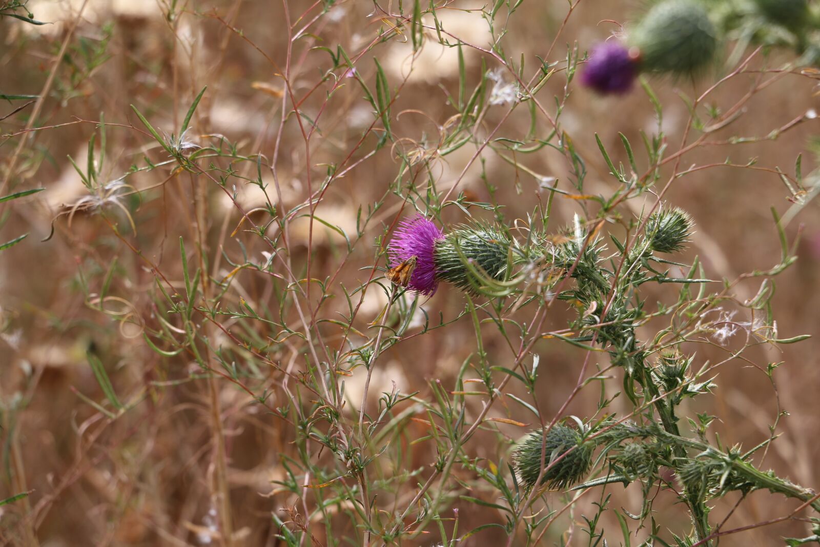 Canon EOS 70D sample photo. Trail, hiking, path photography