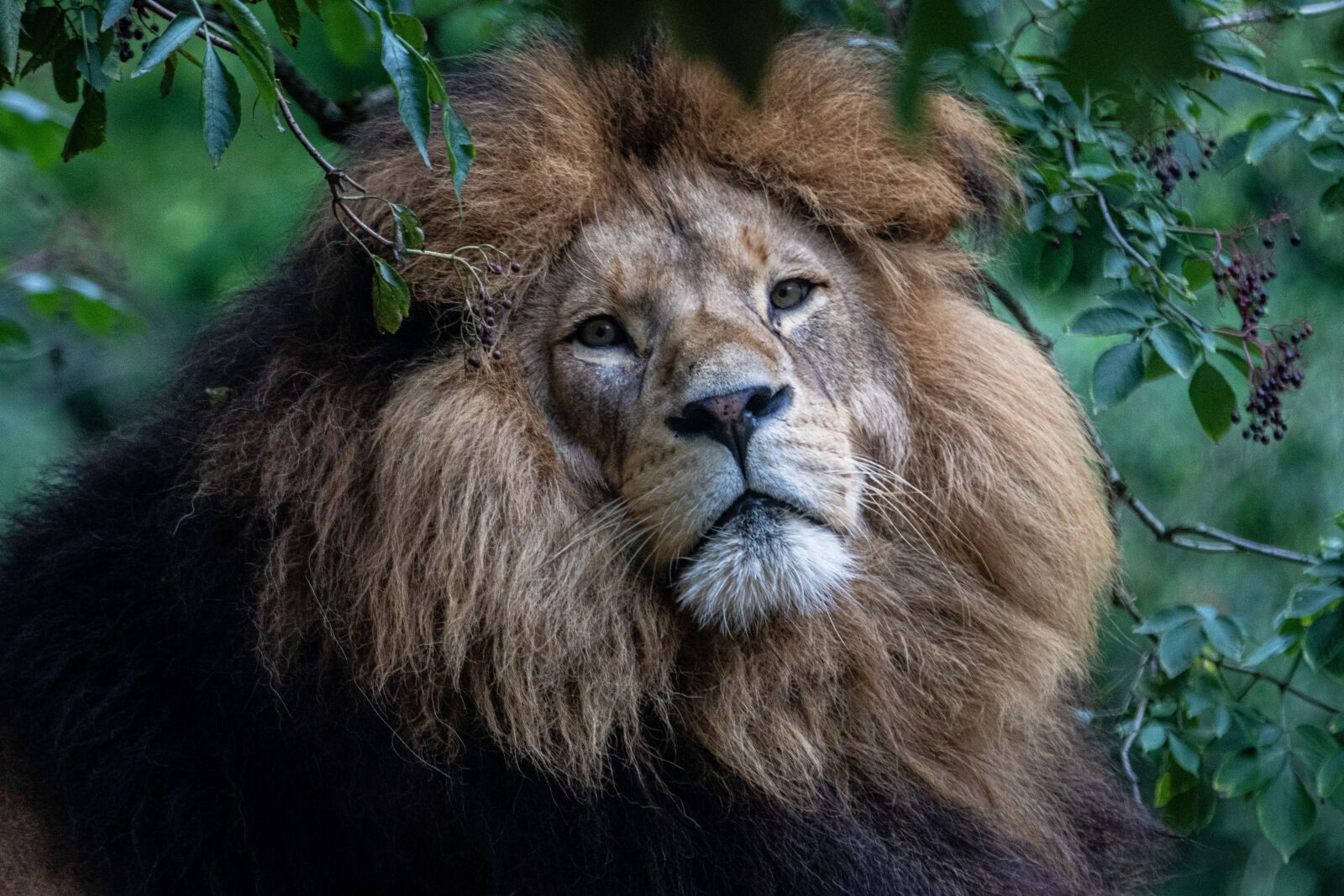 Canon EF 70-200mm F2.8L IS II USM sample photo. Lion, predator, africa photography