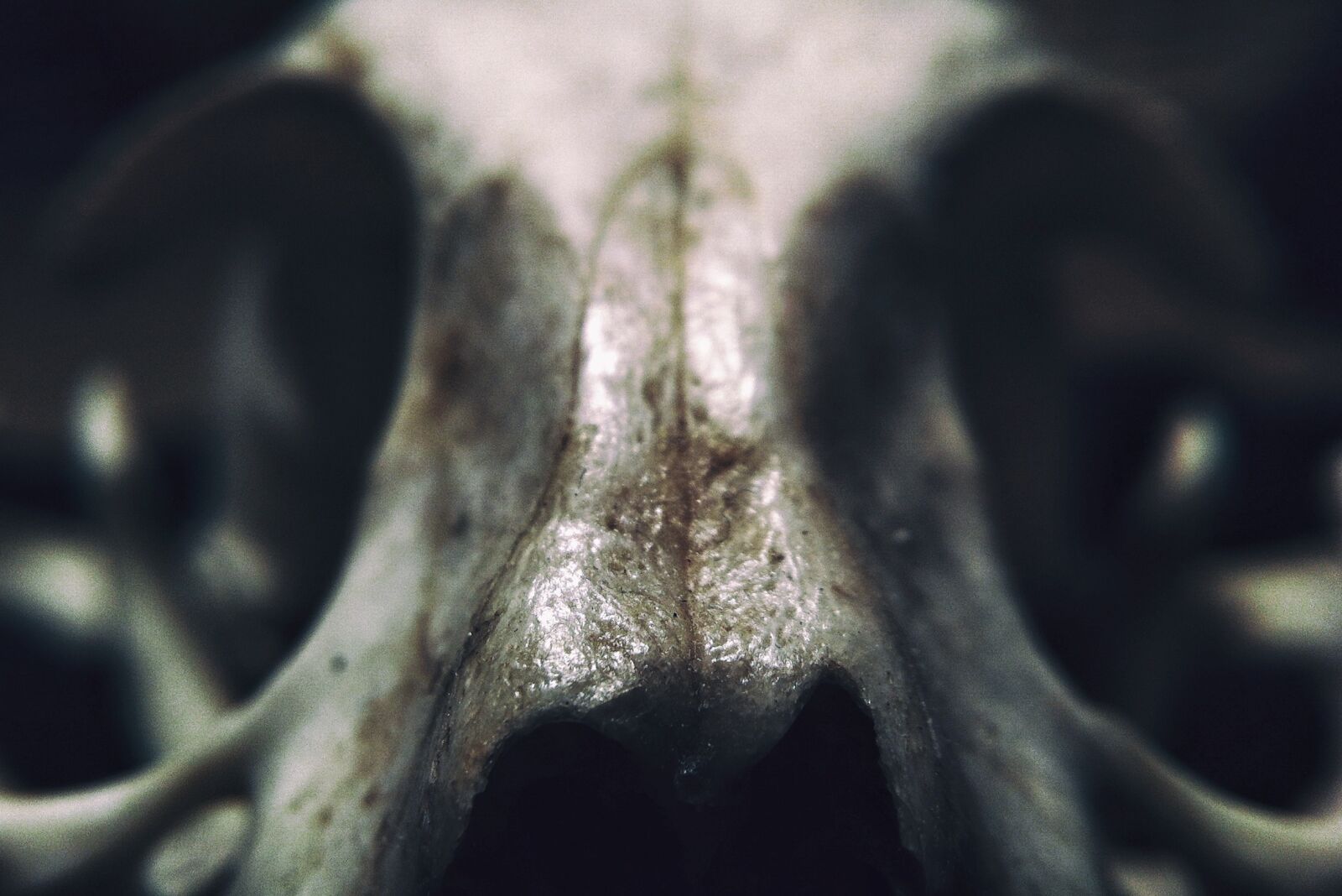 iPhone 4 back camera 3.85mm f/2.8 sample photo. Skull, animal, skeleton photography