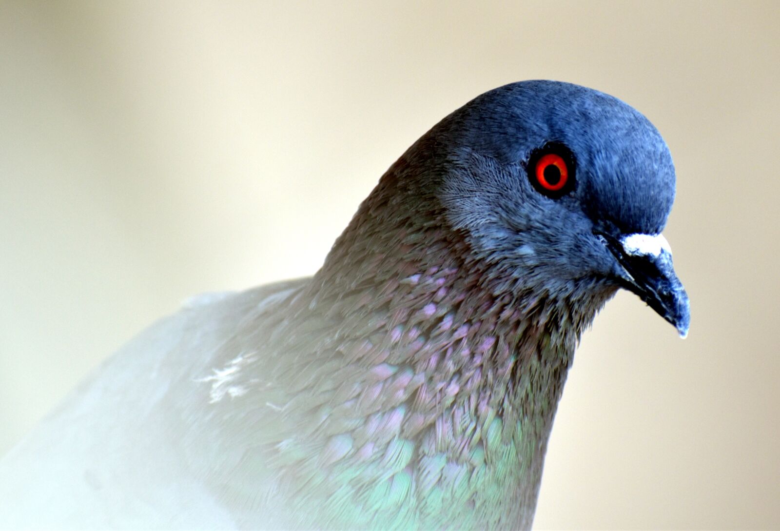 Nikon D5600 sample photo. Feral pigeon, eye, orange photography