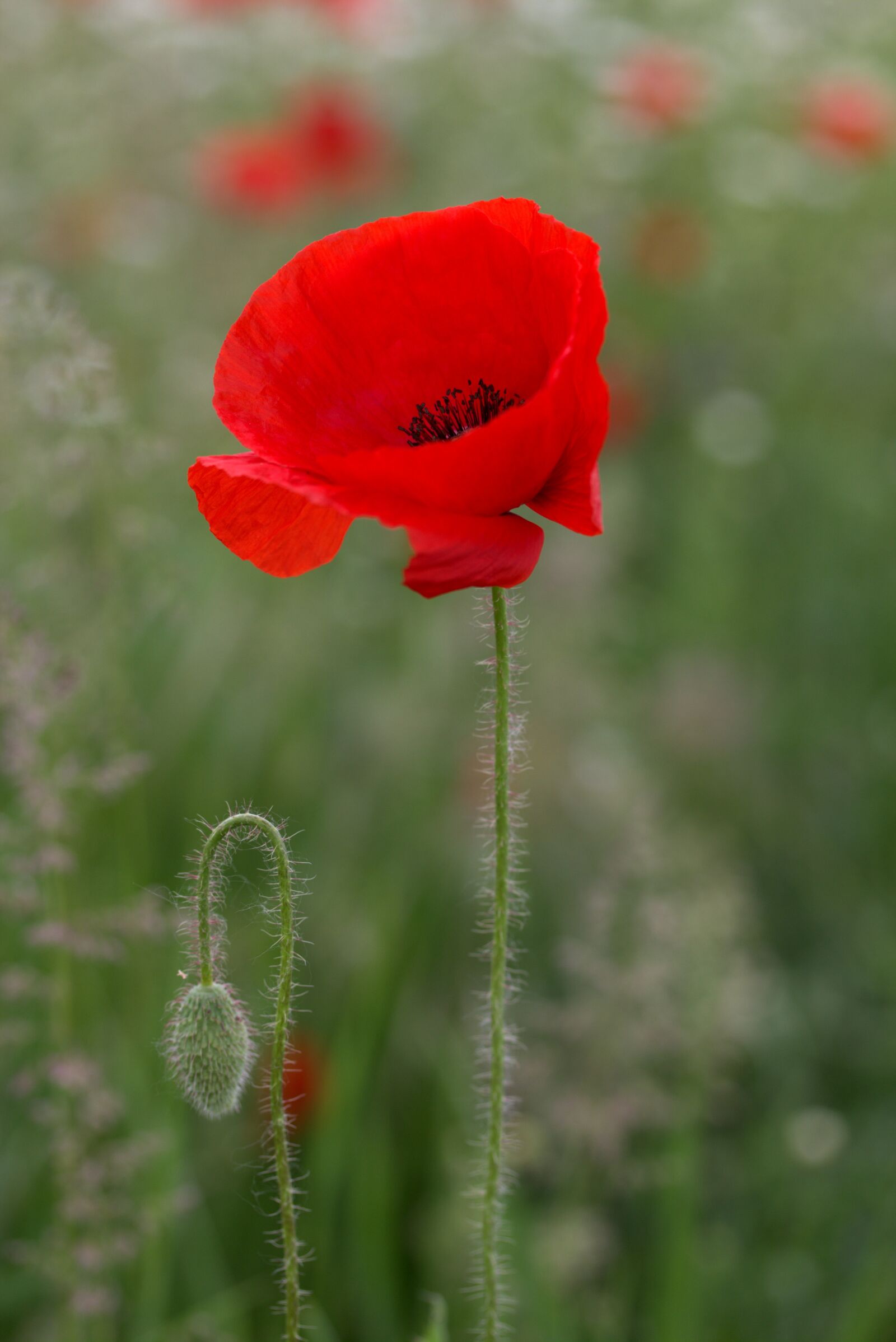 Canon EF-S 60mm F2.8 Macro USM sample photo. Poppy, flower, red photography