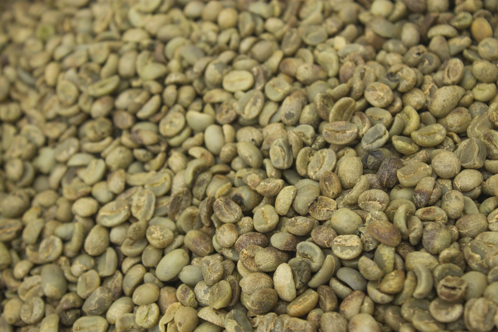 Canon EOS 1100D (EOS Rebel T3 / EOS Kiss X50) sample photo. Seed coffee not in photography