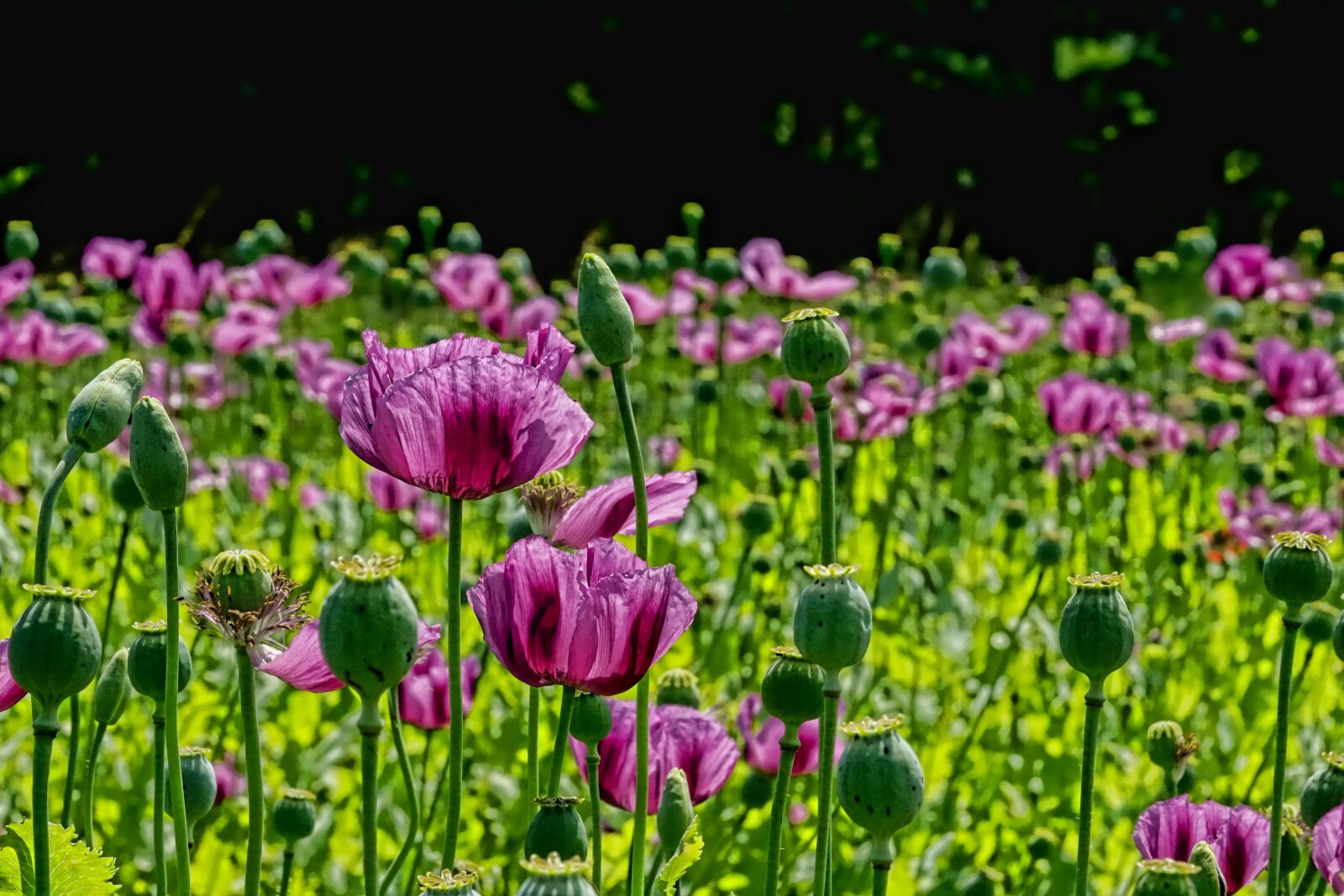 Sony a6000 + Sony FE 90mm F2.8 Macro G OSS sample photo. Poppy flower, poppy buds photography