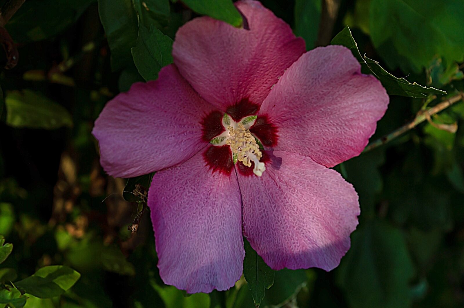 Nikon D3200 sample photo. Hibiscus, flower, pink photography