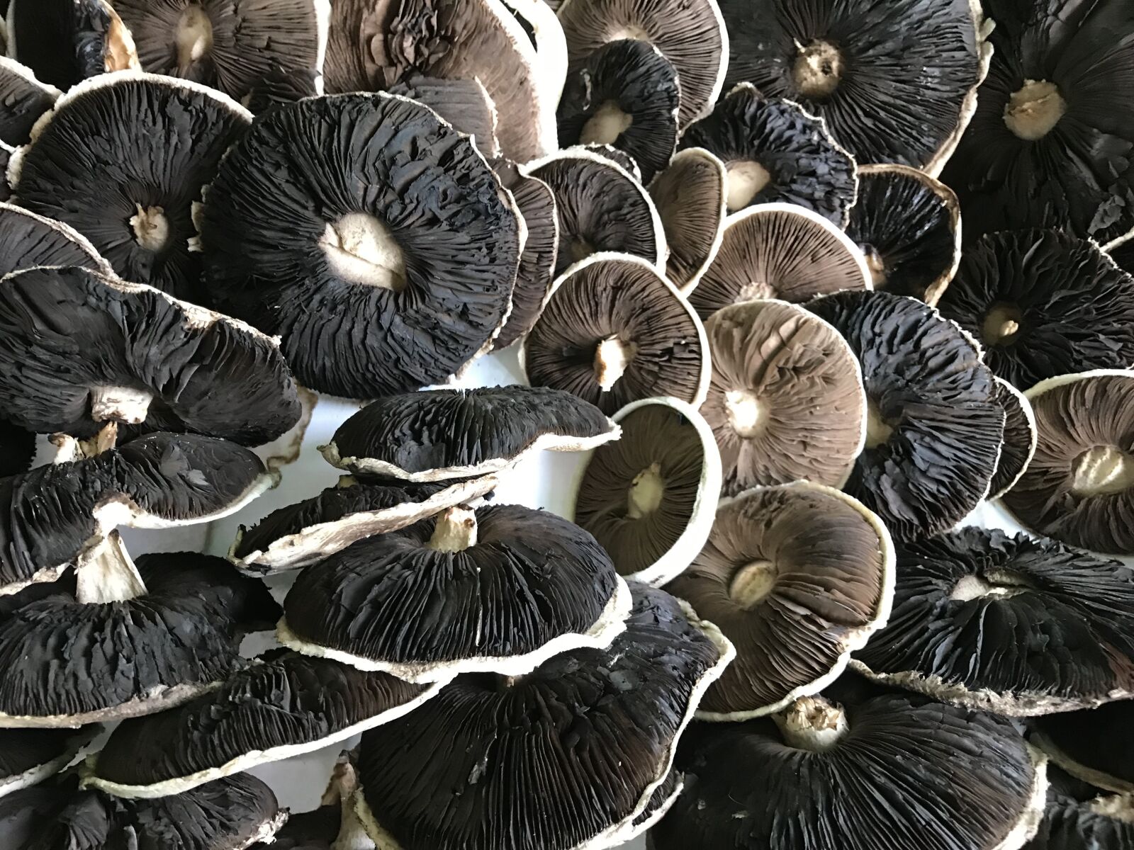 iPhone 7 Plus back dual camera 3.99mm f/1.8 sample photo. Fungus, food, group photography