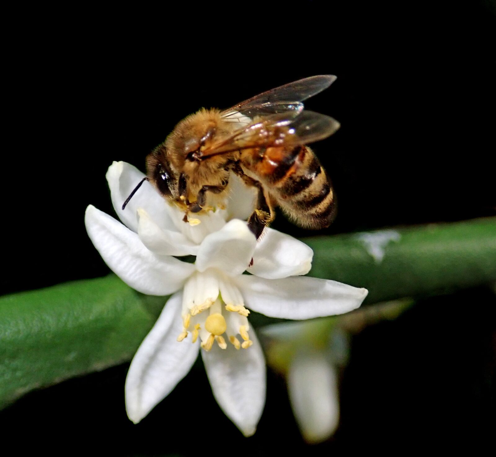Olympus TG-5 sample photo. Bee, insect, flower photography