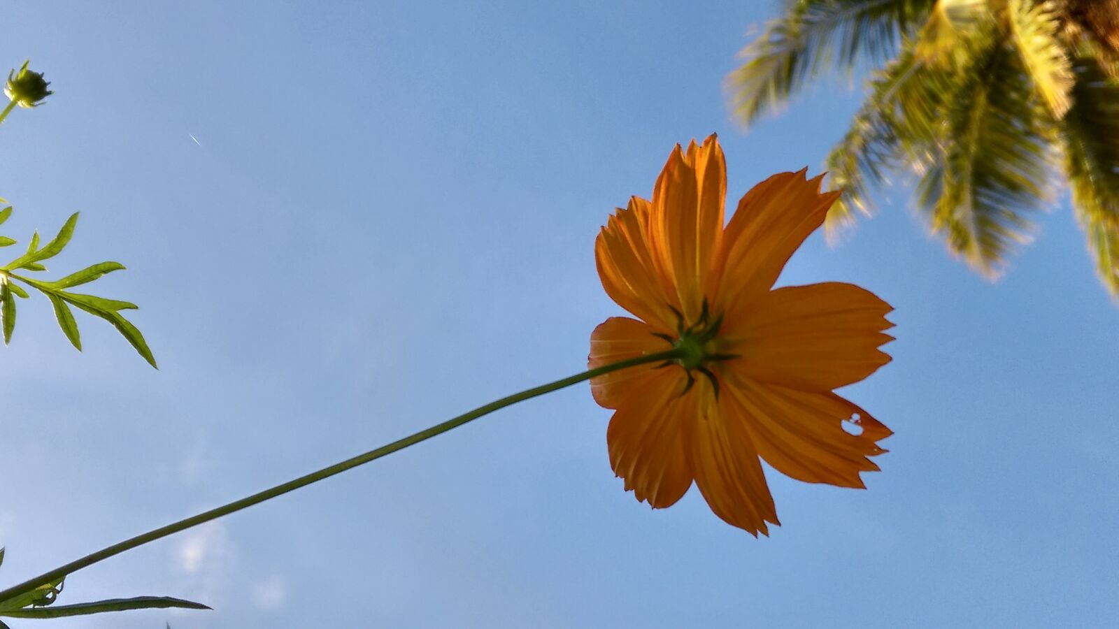 HTC DESIRE EYE sample photo. Flower, sky, blue sky photography