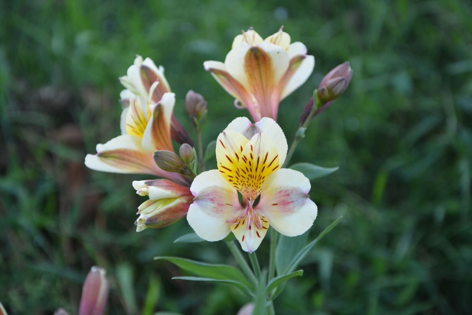 Nikon D5200 sample photo. Flowers orchid, yellow, garden photography