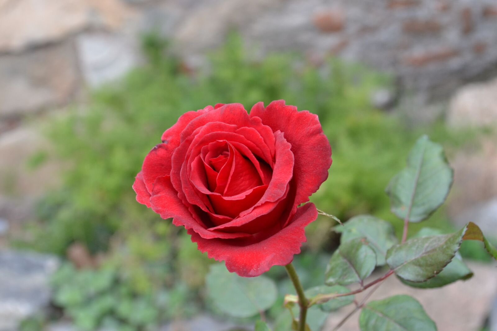 Nikon D3100 sample photo. Flower, flowers, rosa photography