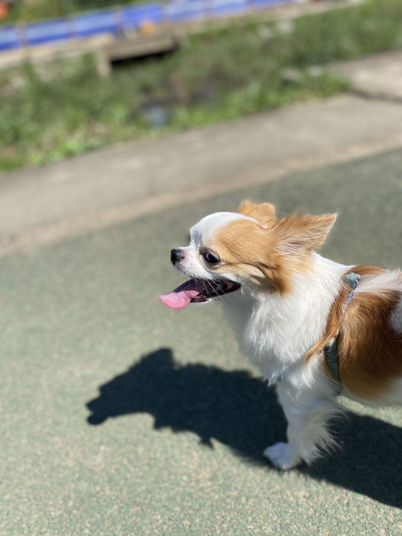 Apple iPhone 11 sample photo. Chiwawa, dog, pet photography