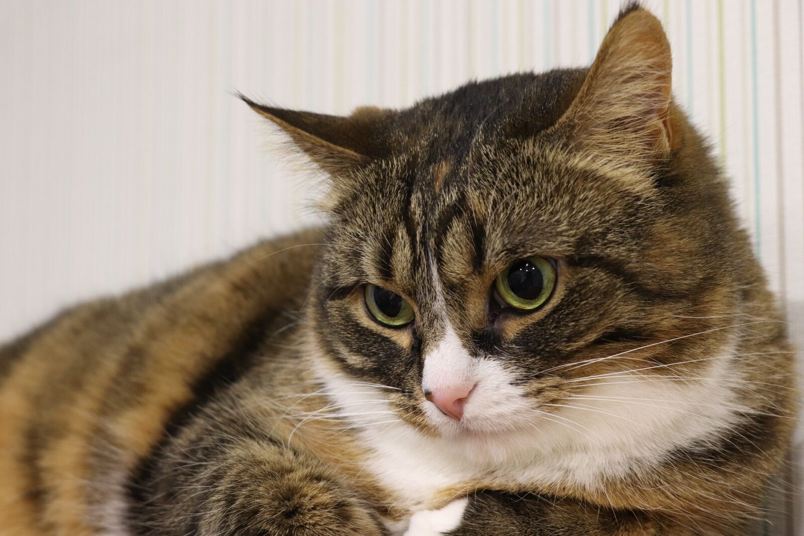 Canon EOS 77D (EOS 9000D / EOS 770D) sample photo. Cat, home, fur photography