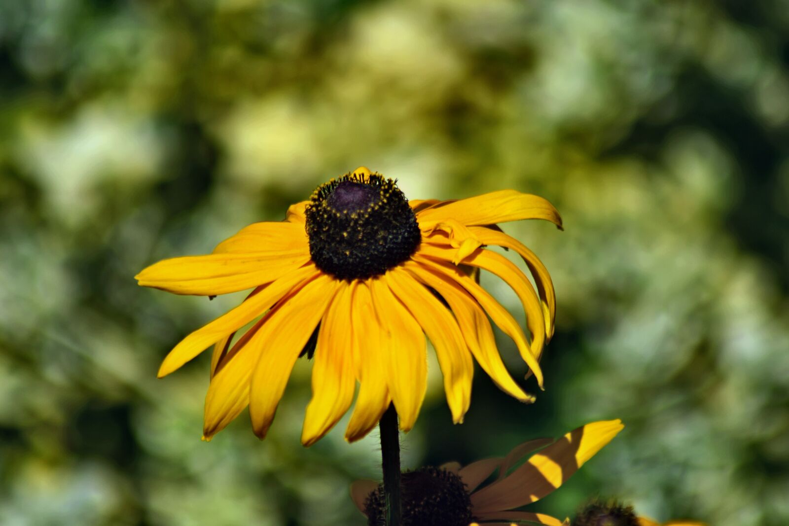 Nikon D7500 sample photo. Coneflower, yellow coneflower, flower photography