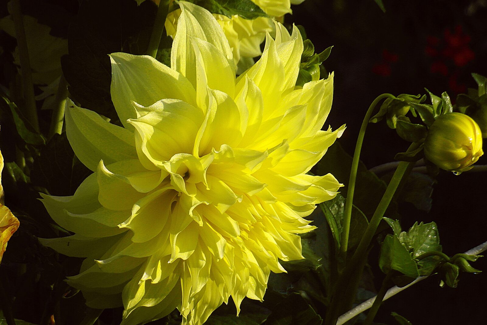 Samsung WB750 sample photo. Dalia, flower, bud photography