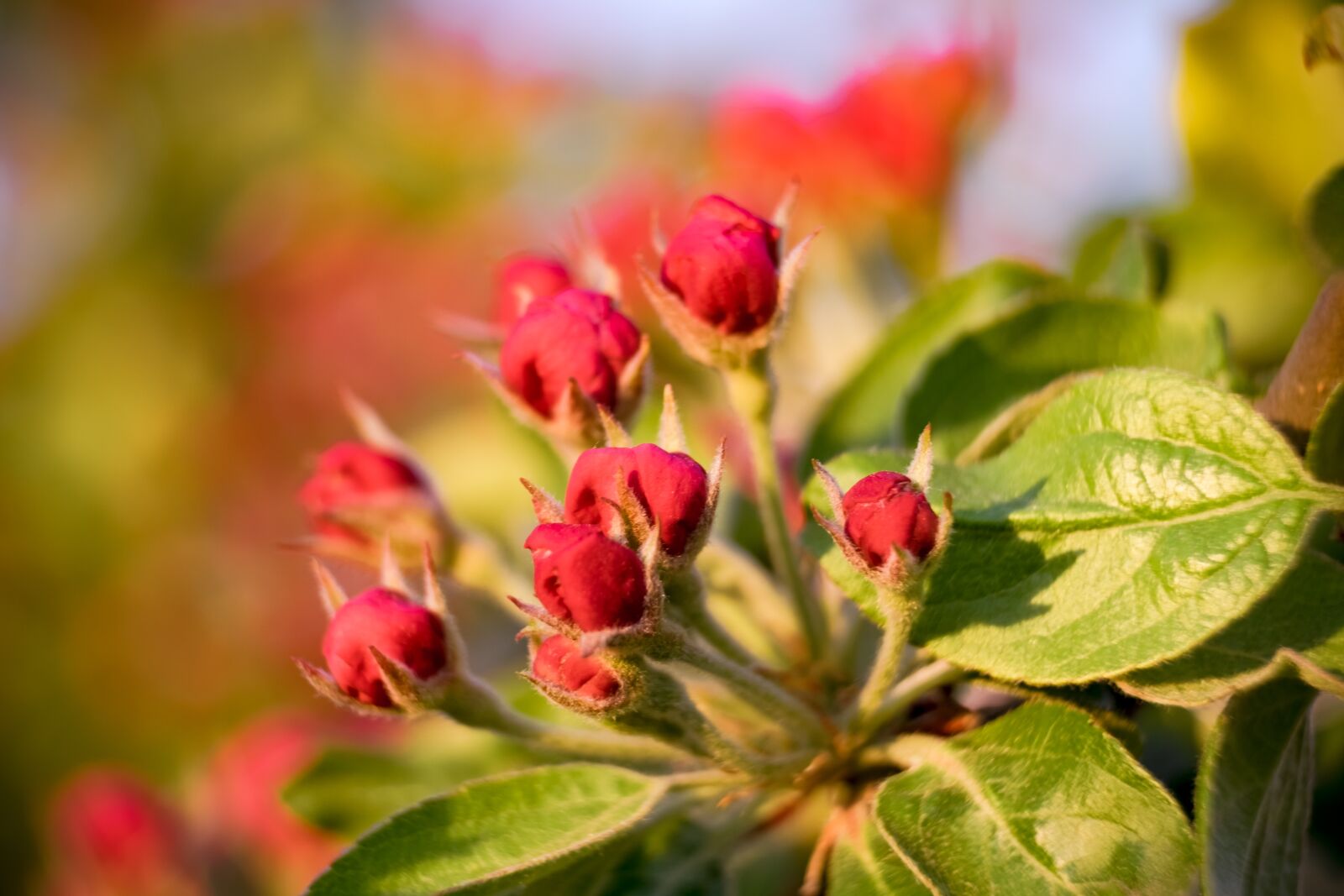Fujifilm XF 55-200mm F3.5-4.8 R LM OIS sample photo. Bud, flower, apple photography