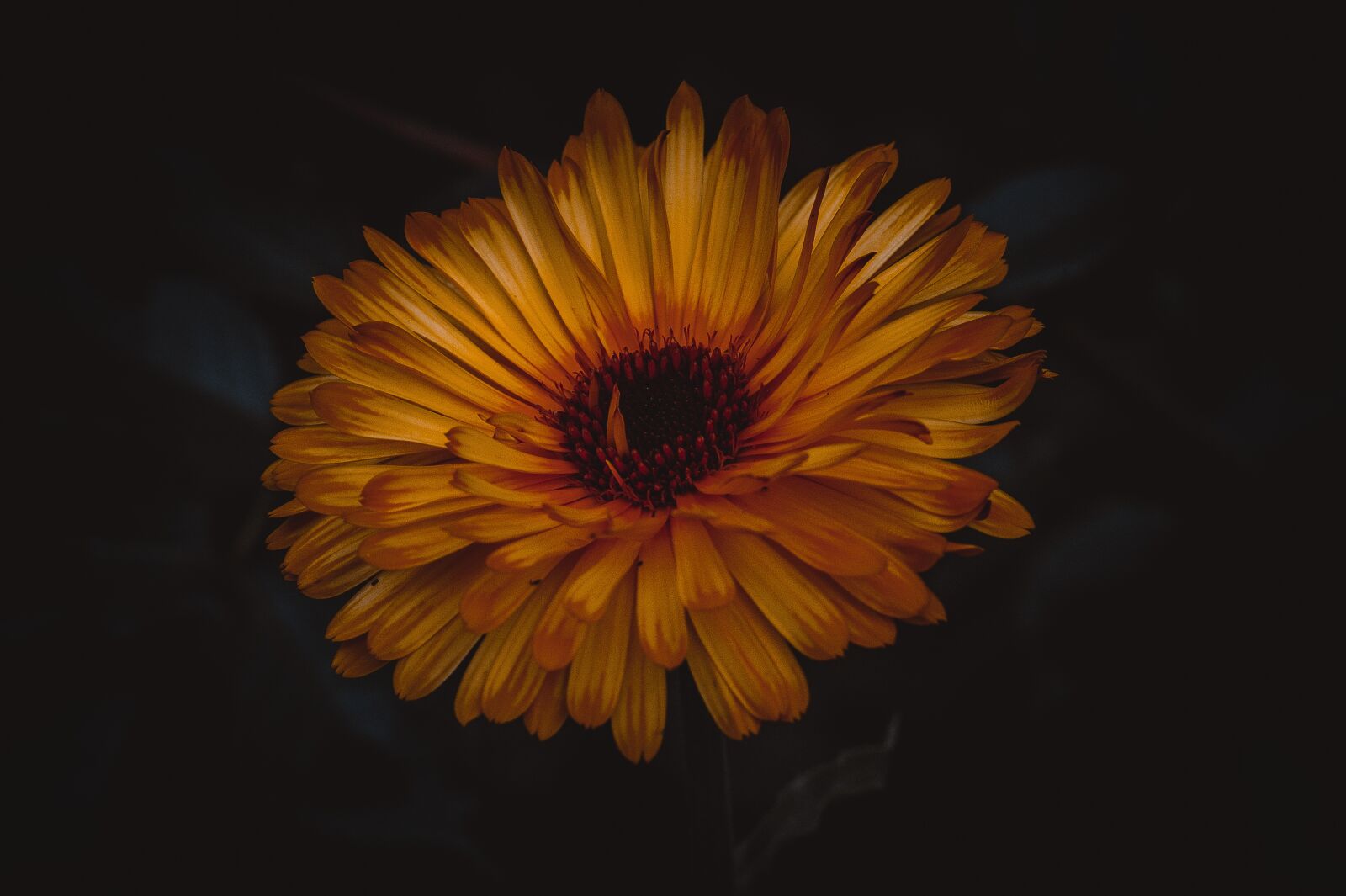 Sony 85mm F2.8 SAM sample photo. Lily, chrysanthemum, yellow photography