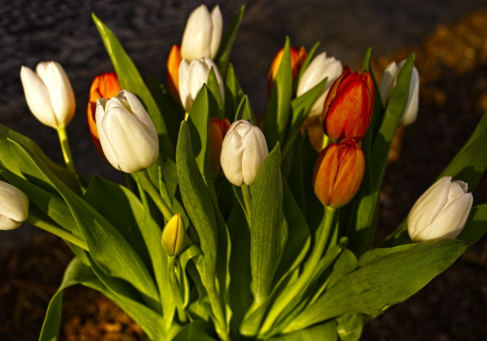 Sony a7 III sample photo. Tulip, spring, flowers photography