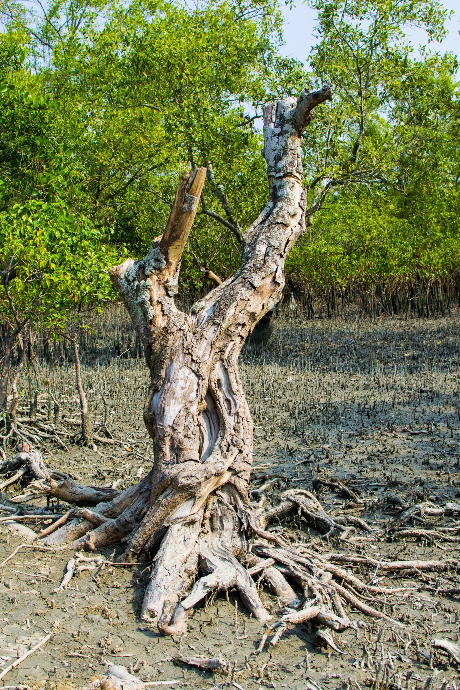 Nikon D5300 sample photo. Tree, jungle, nature photography