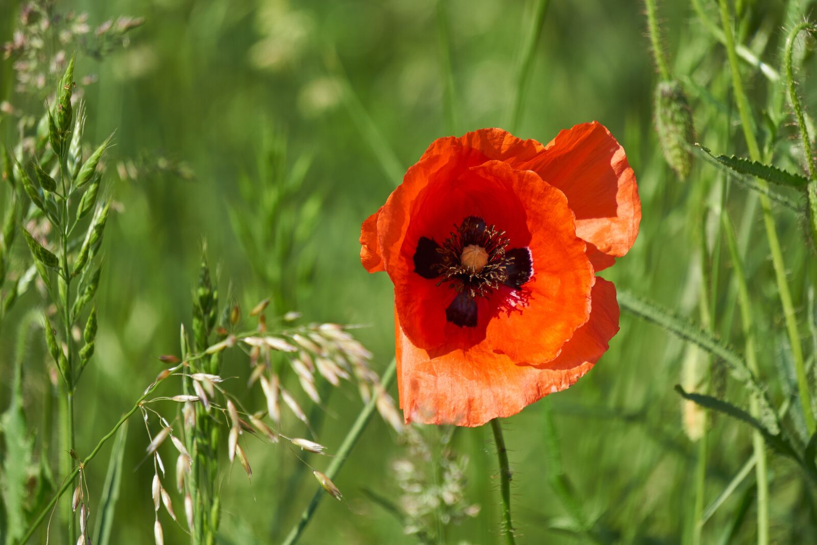 Sony E 55-210mm F4.5-6.3 OSS sample photo. Klatschmohn, plant, flower photography