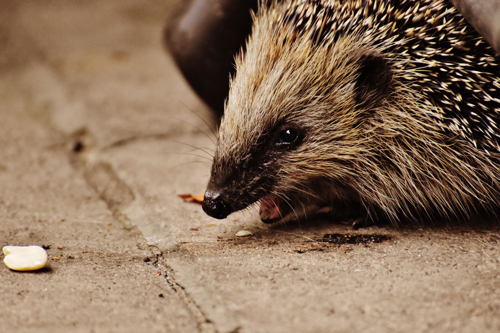 Nikon D7200 sample photo. Hedgehog child, young hedgehog photography