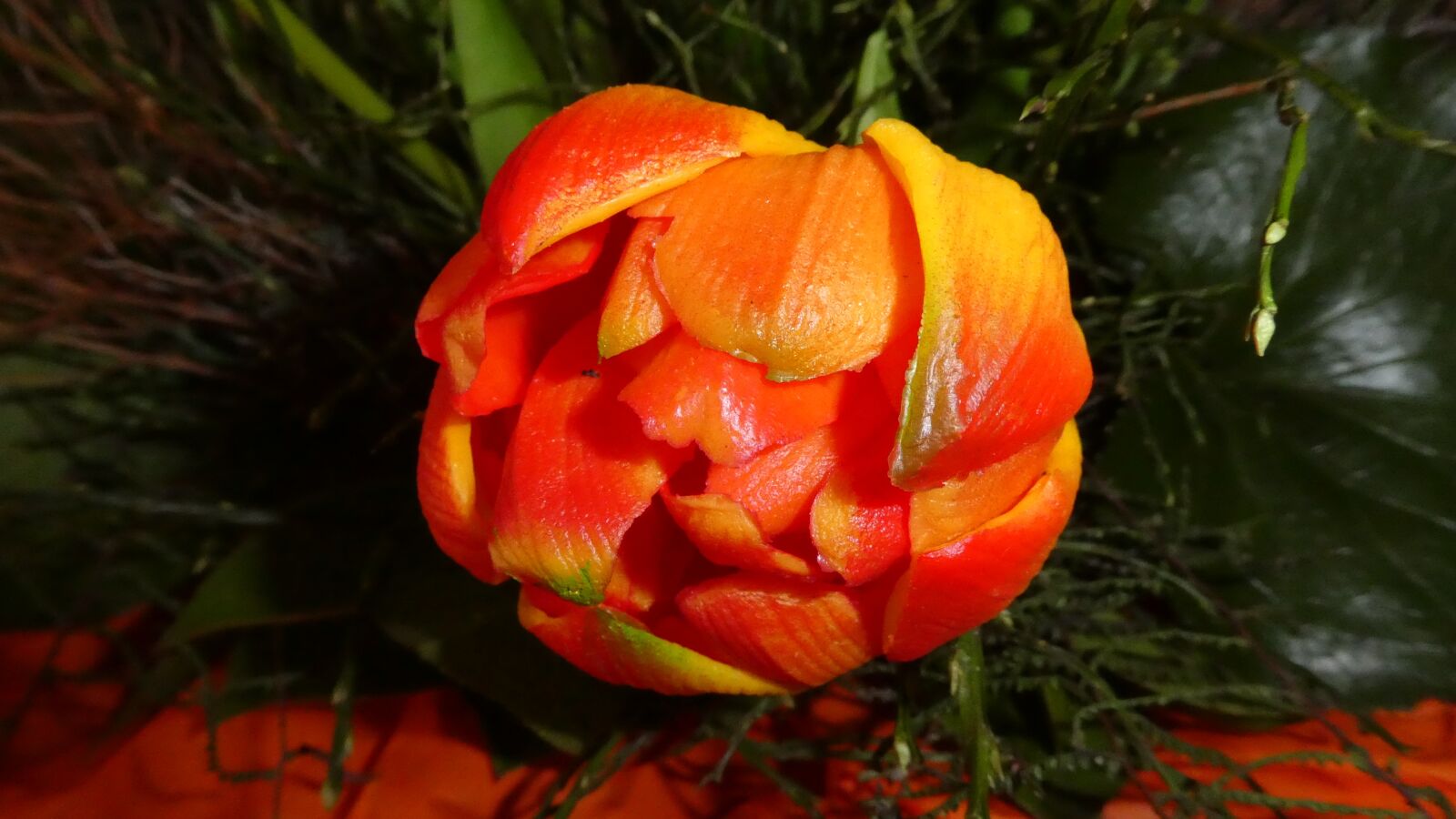 Panasonic DMC-TZ81 sample photo. Blossom, bloom, tulip photography