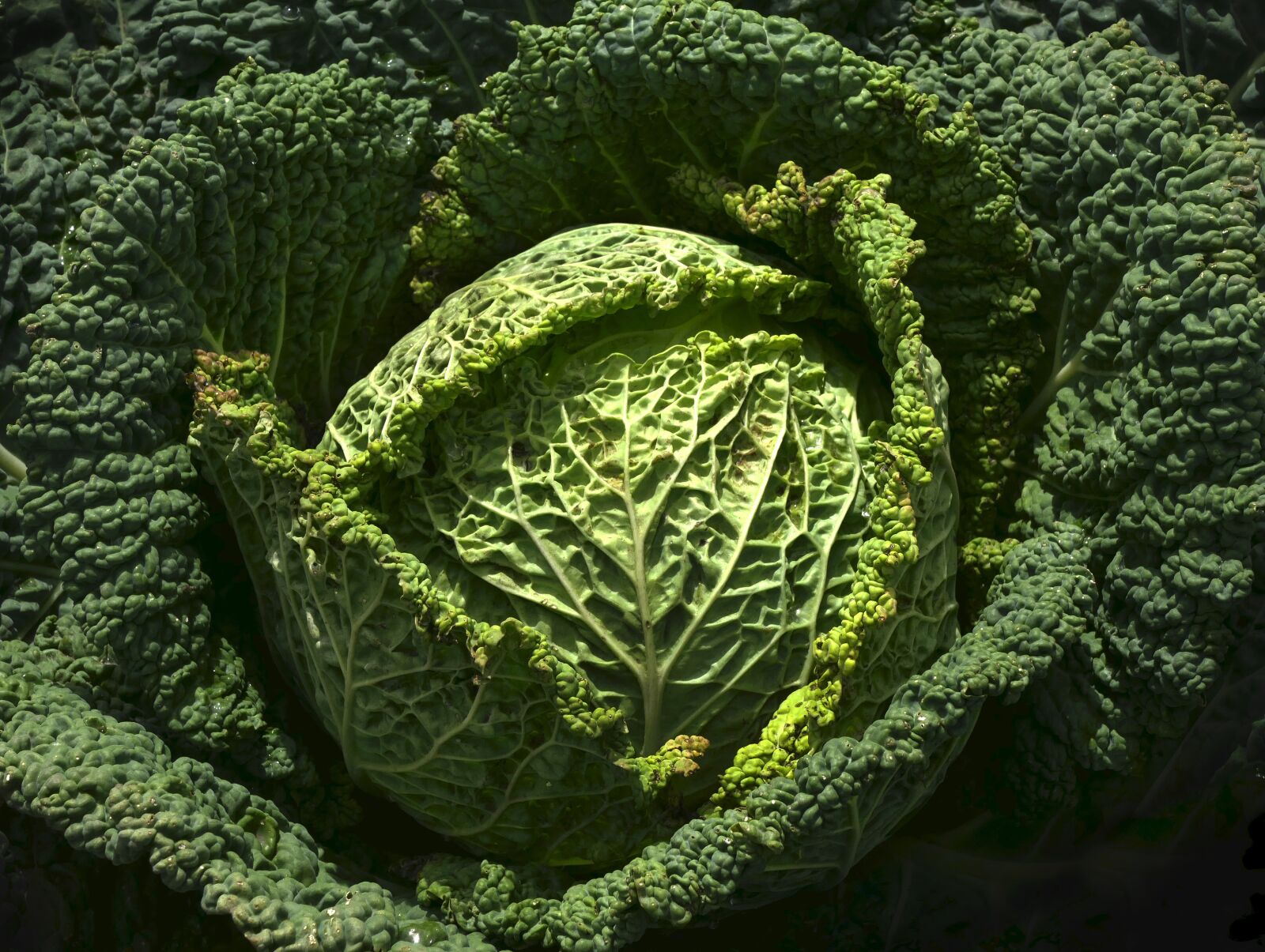 Panasonic Lumix DMC-FZ1000 sample photo. Vegetables, savoy, drop of photography