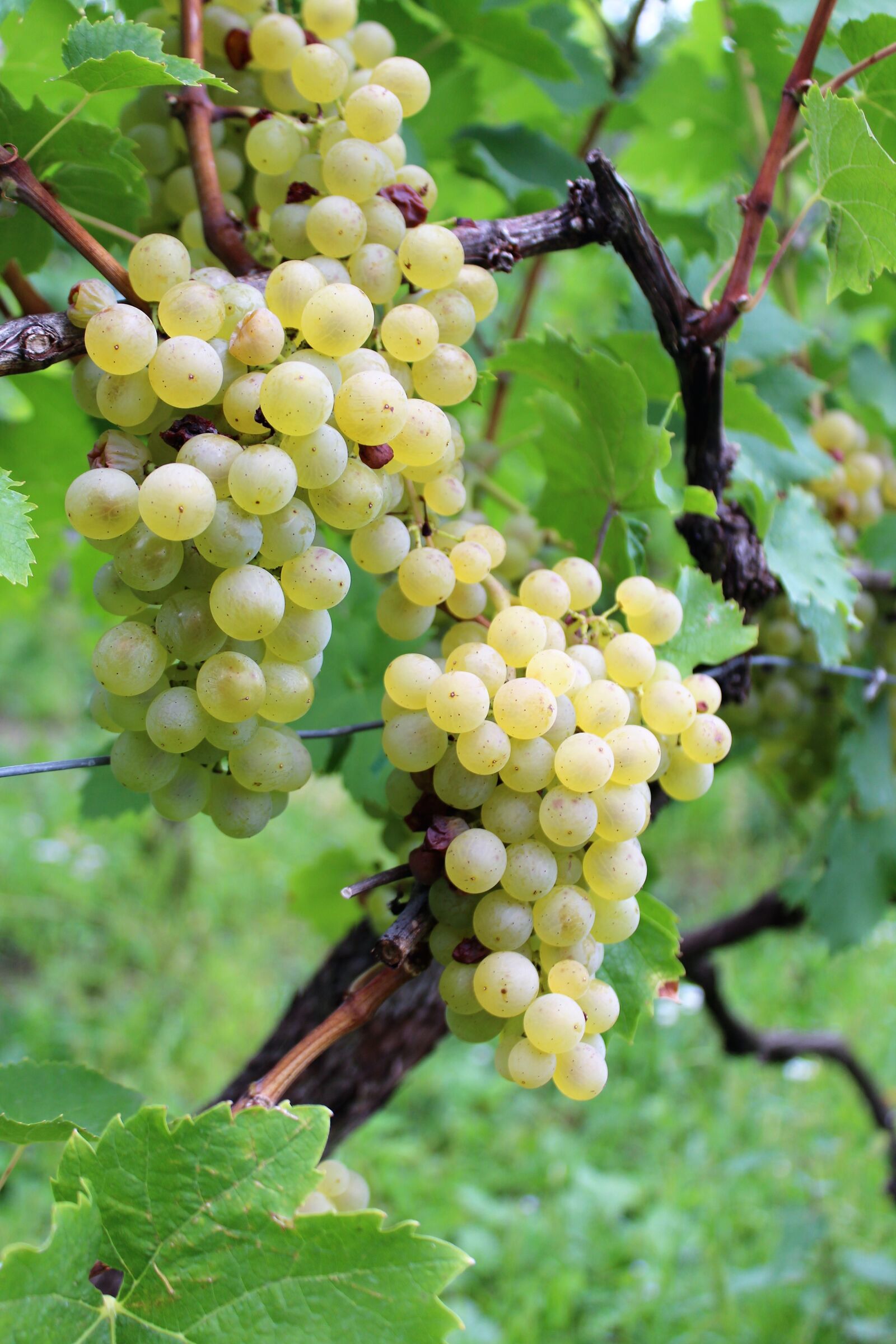 Canon EOS 1300D (EOS Rebel T6 / EOS Kiss X80) sample photo. Wine, grape, grapes photography