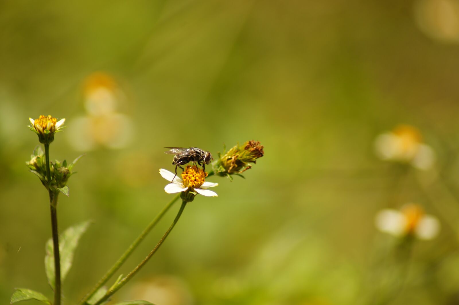 Sony SLT-A55 (SLT-A55V) sample photo. Nature, insects, cocora photography