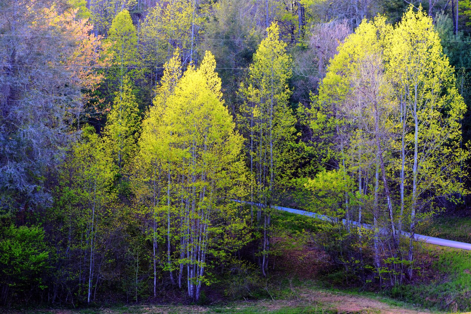 Nikon D7200 sample photo. Spring, trees, mountains photography