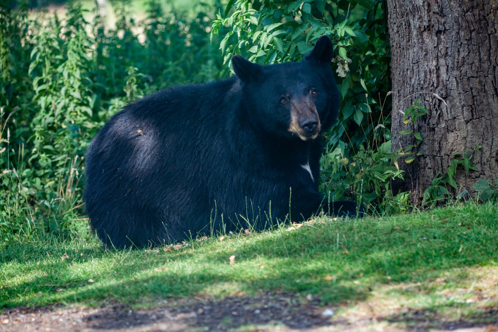 150-600mm F5-6.3 DG OS HSM | Contemporary 015 sample photo. Black bear, bear, black photography