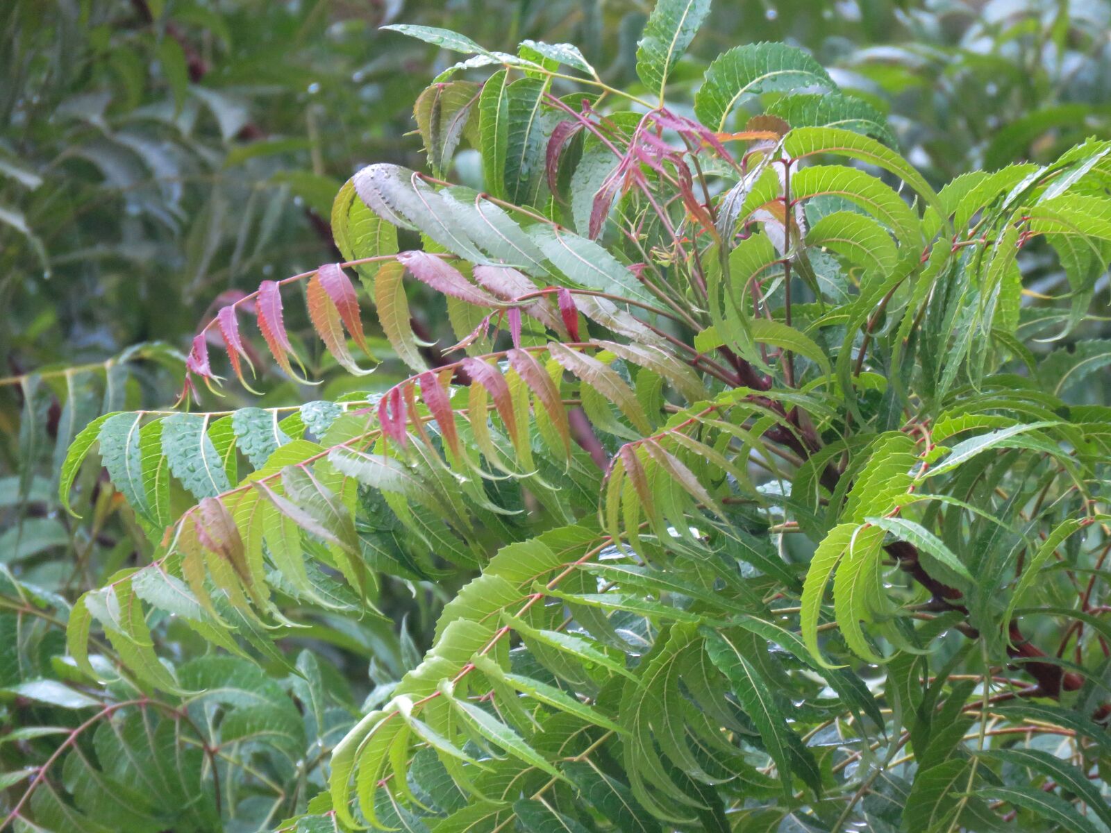 Canon PowerShot SX60 HS sample photo. Neem tree, neem leaves photography
