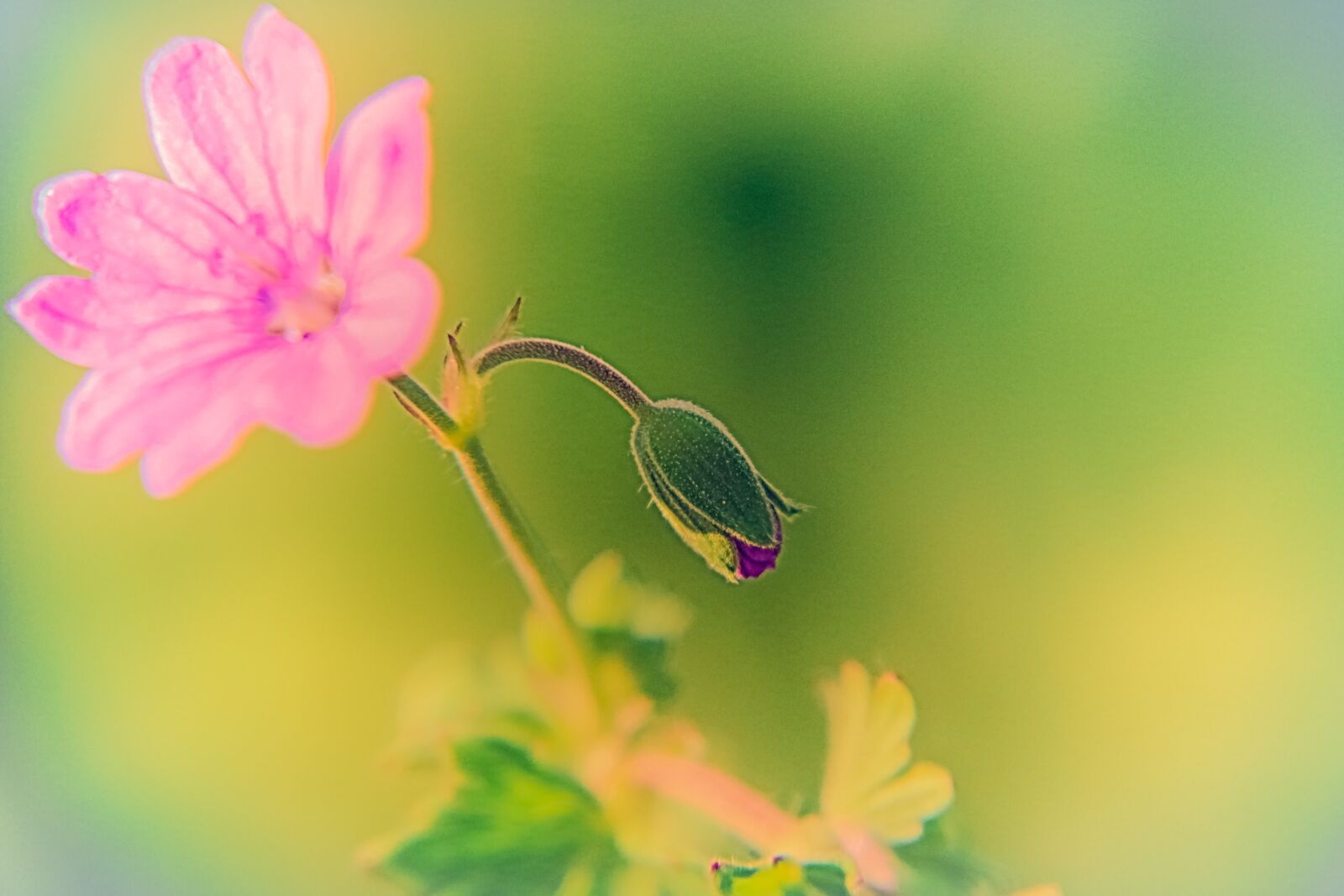 Canon EOS 70D + Canon EF-S 18-200mm F3.5-5.6 IS sample photo. Flower, bud, geranium photography