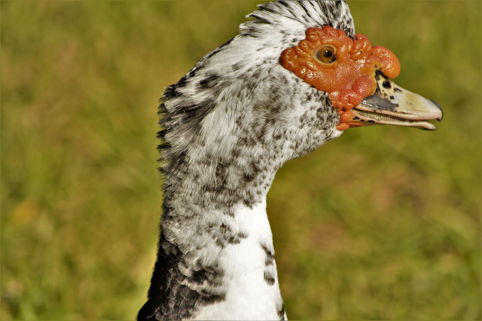 Nikon D7100 sample photo. Duck, closeup, colorful photography