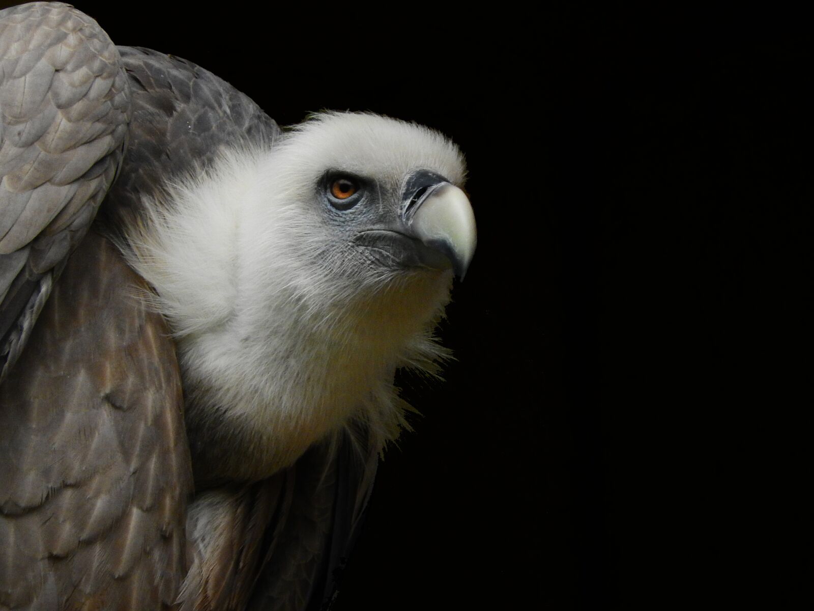 Nikon Coolpix P610 sample photo. Vulture, raptor, bill photography