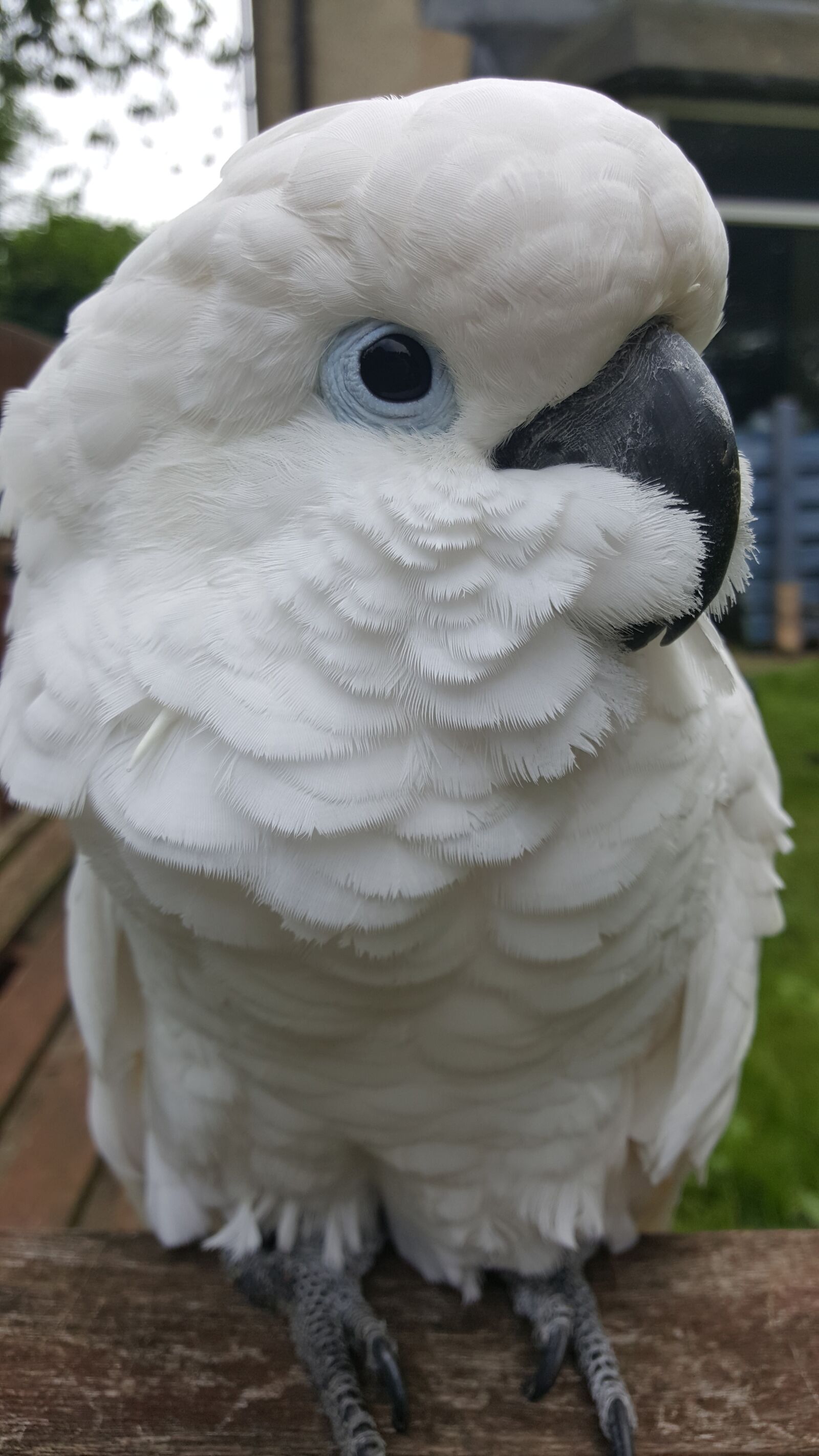 Samsung GALAXY S6 edge sample photo. Cockatoo, parrot, umbrella photography