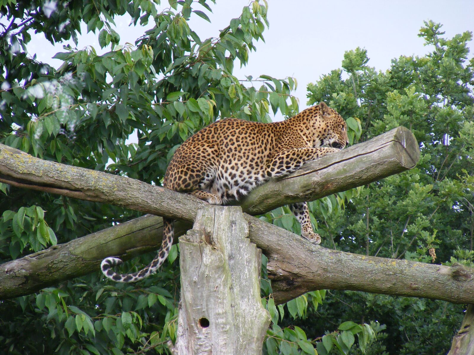 Fujifilm FinePix S5800 S800 sample photo. Leopard, wild animal, wild photography