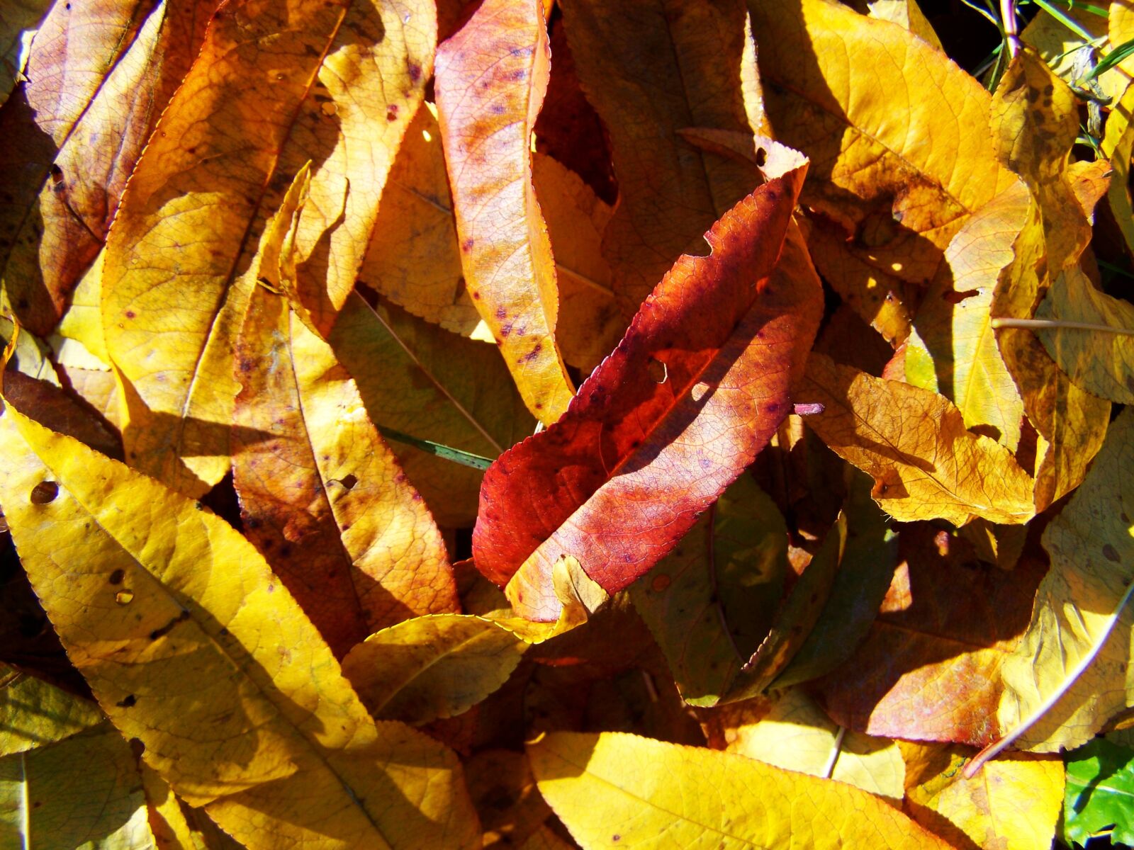 Kodak EASYSHARE ZD710 ZOOM DIGITAL CAMERA sample photo. Fallen colored leaves, autumn photography