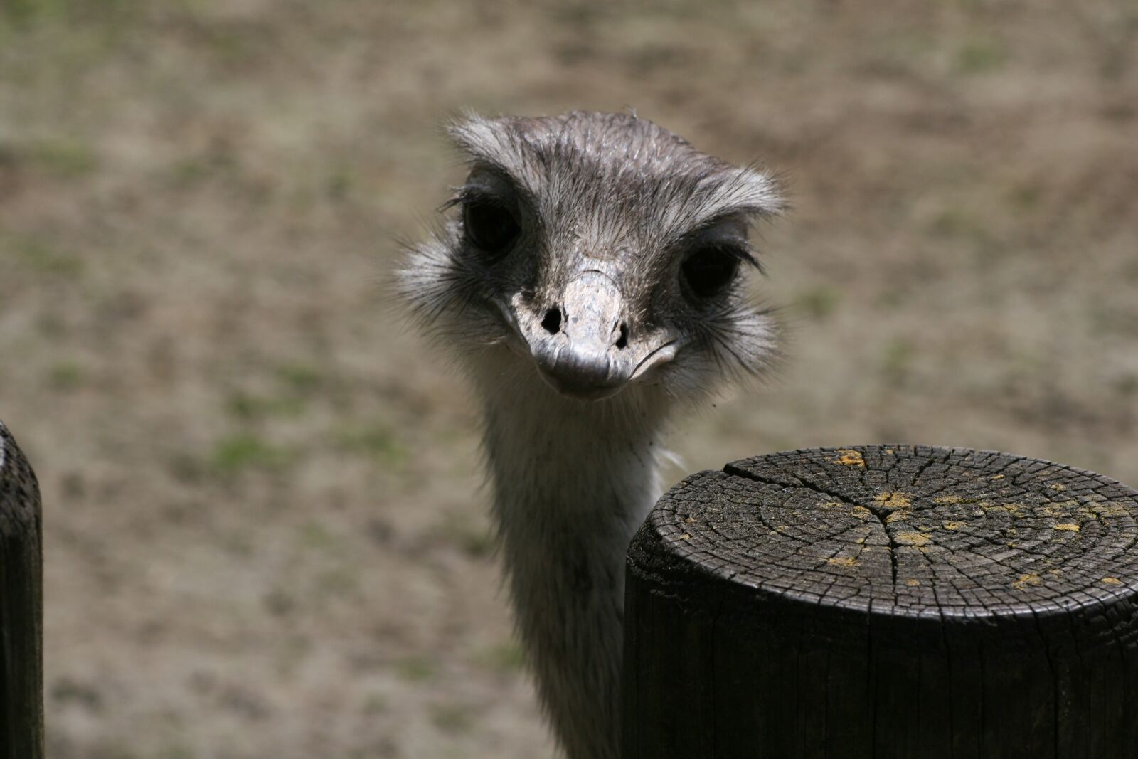 Canon EOS 20D sample photo. Animal world, nature, animal photography