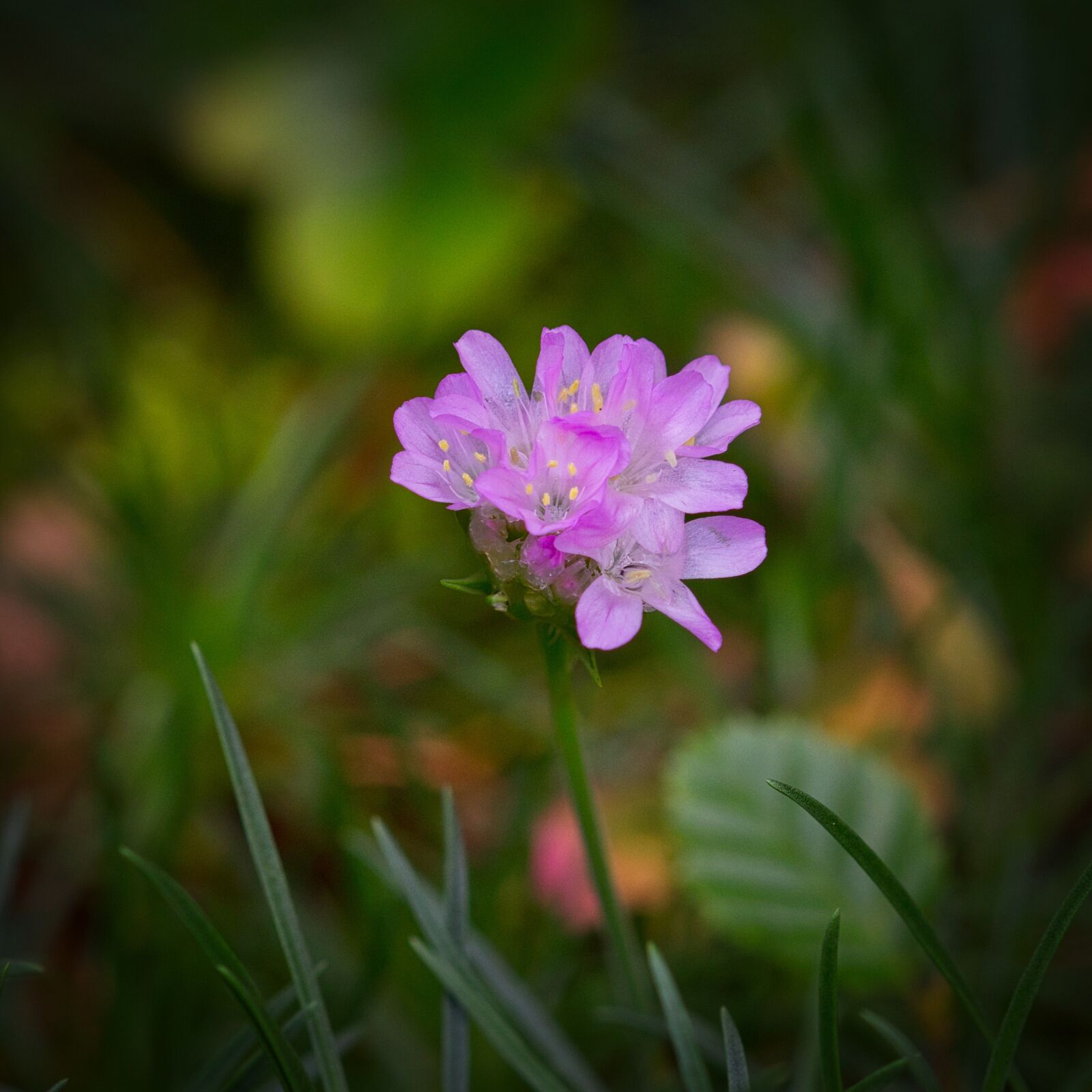 Canon EOS 200D (EOS Rebel SL2 / EOS Kiss X9) sample photo. Grass elke, flower, pink photography