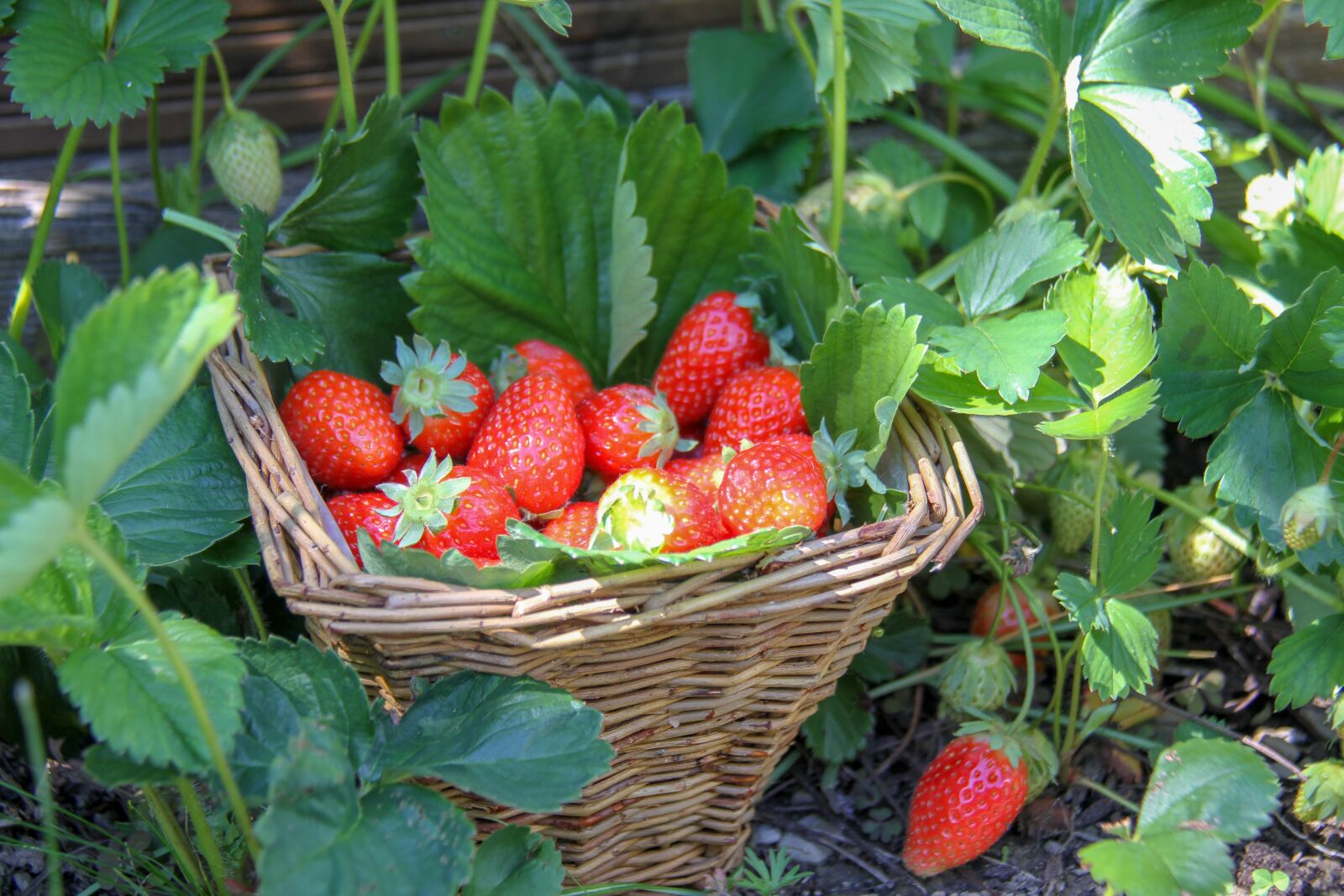 Canon EOS 7D sample photo. Strawberries, garden, fruit photography