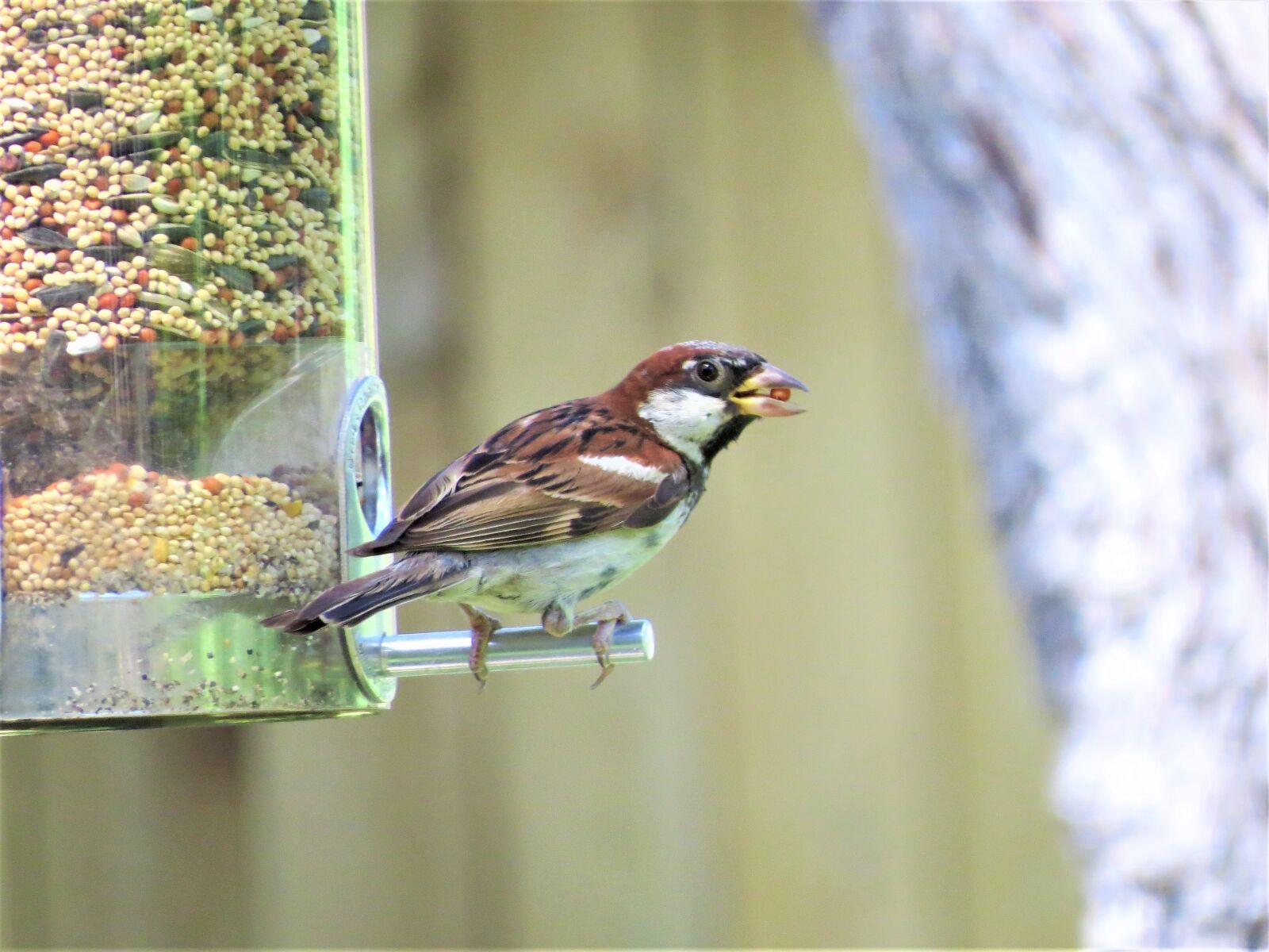 Canon PowerShot SX50 HS sample photo. Bird, brown and tan photography