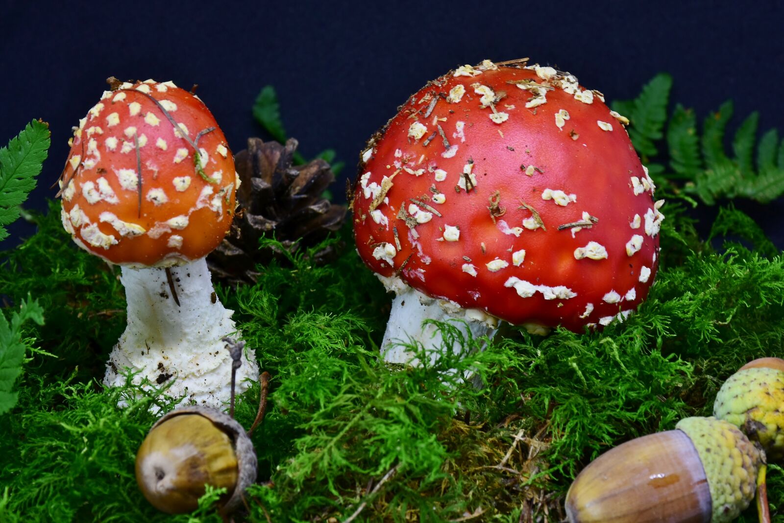 Nikon D7200 sample photo. Fly agaric, mushroom, red photography