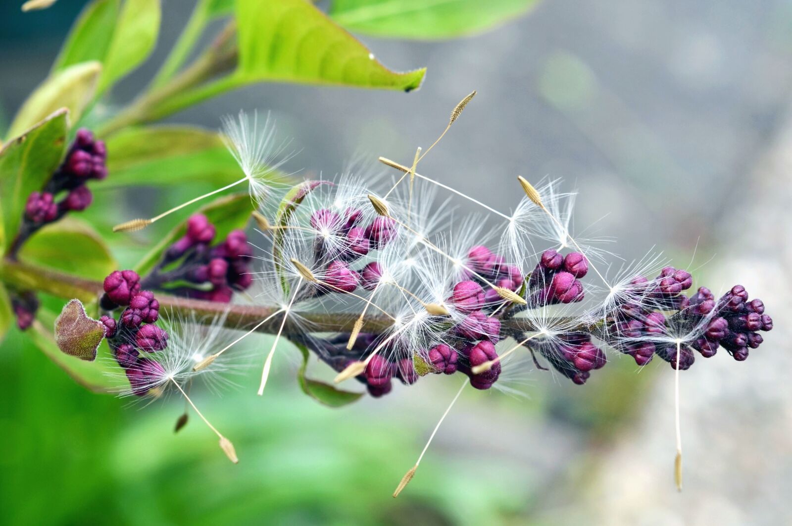 Nikon D5100 sample photo. Flower, bud, seed, branch photography