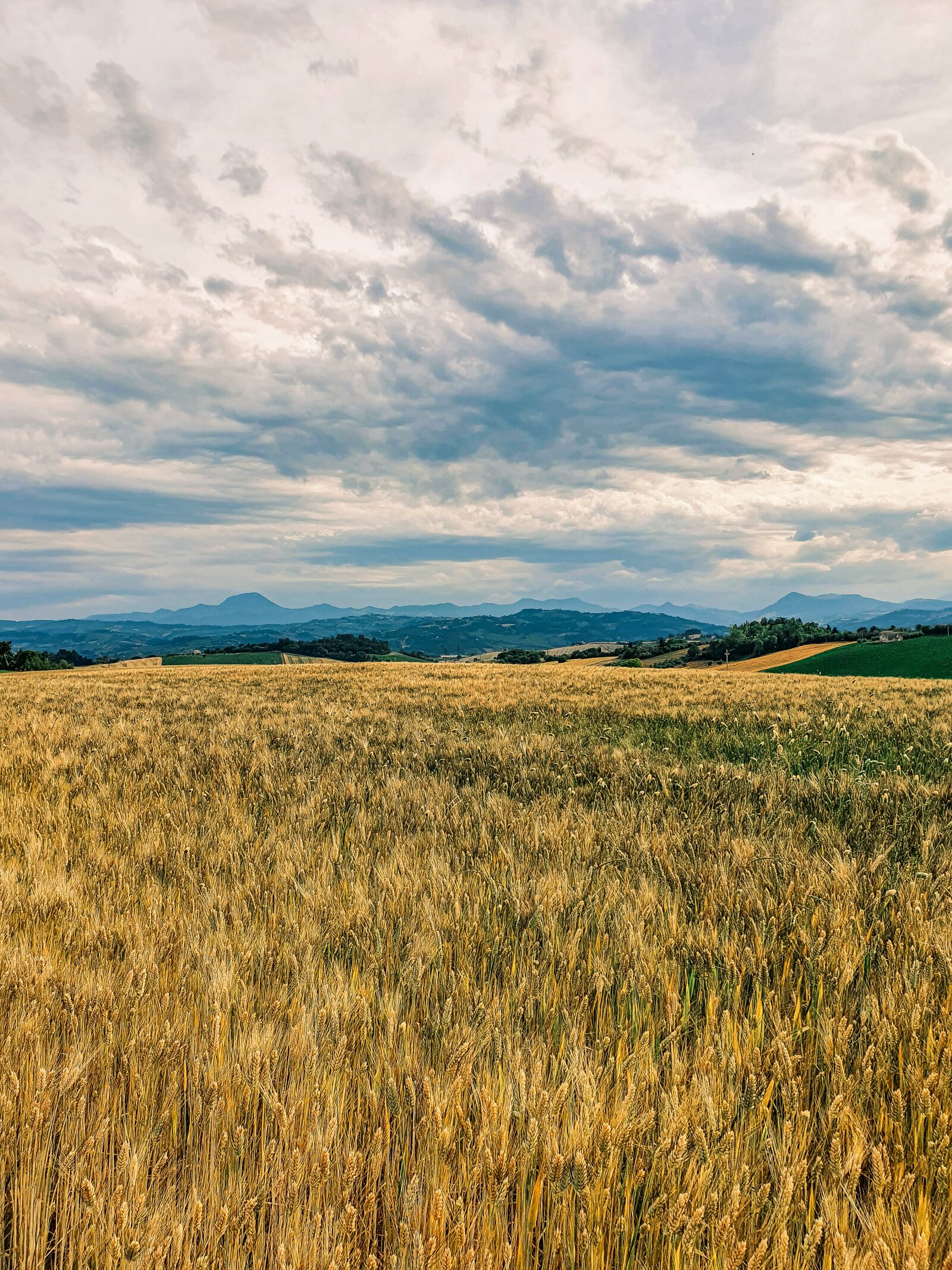 Samsung Galaxy S10e sample photo. Landscape, wheat, cereals photography